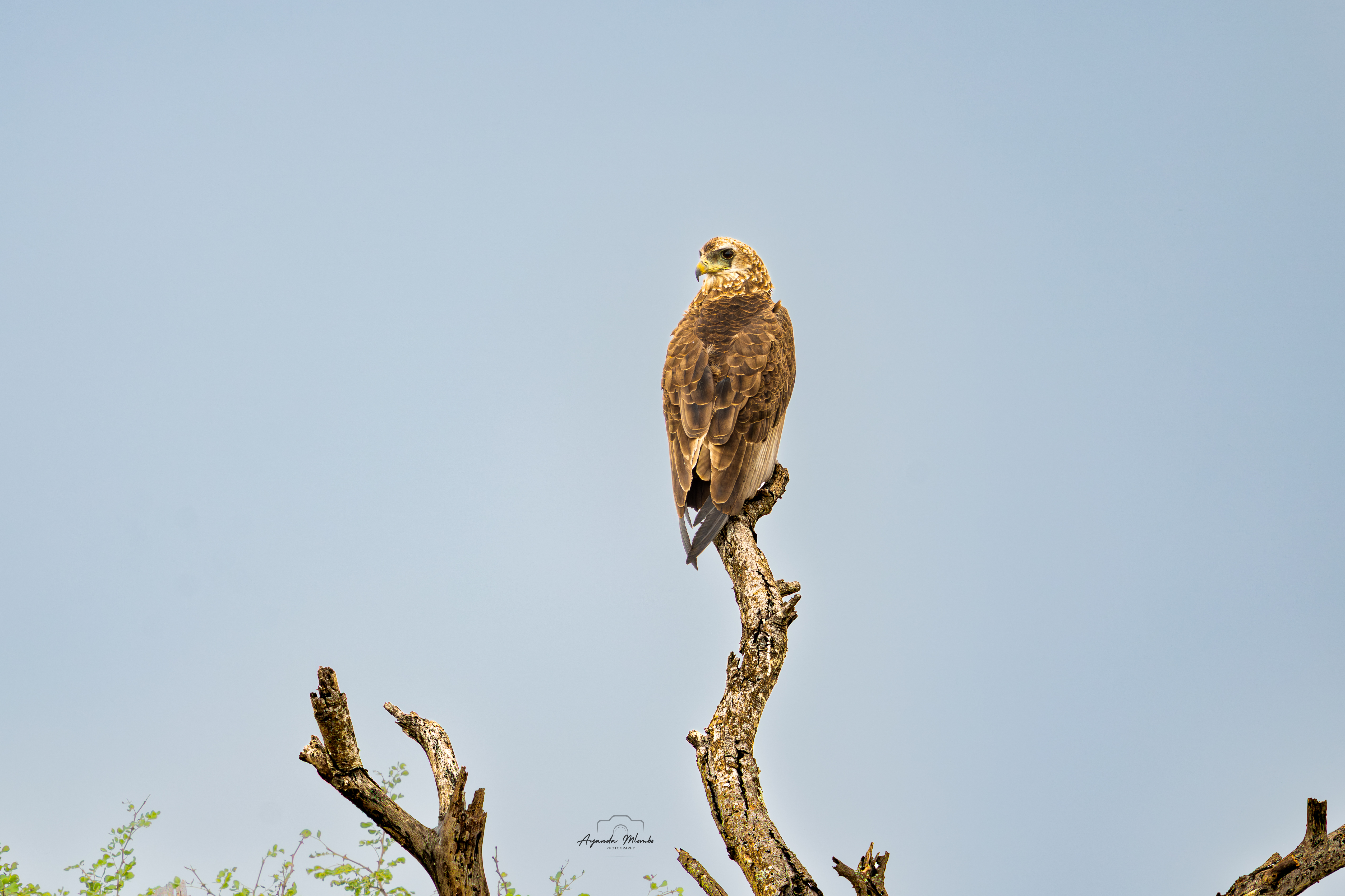 Common Buzzard